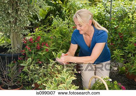Mature woman gardening View Large Photo Image Stock Photo - Mature woman gardening. Fotosearch