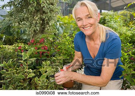 Mature woman gardening View Large Photo Image Stock Photo - Mature woman gardening. Fotosearch