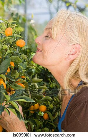 Mature woman smelling fruit tree View Large Photo Image Stock Image - Mature woman smelling fruit tree. Fotosearch