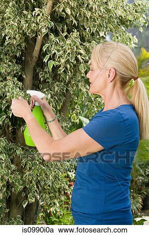 Mature woman spraying plant View Large Photo Image Stock Image - Mature woman spraying plant. Fotosearch