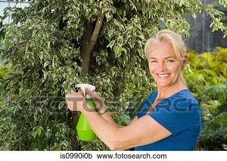 Mature woman spraying plant View Large Photo Image Stock Image - Mature woman spraying plant. Fotosearch