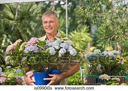 Senior man with pot plants at garden centre View Large Photo Image Stock Photograph - Senior man with pot plants at garden centre. Fotosearch
