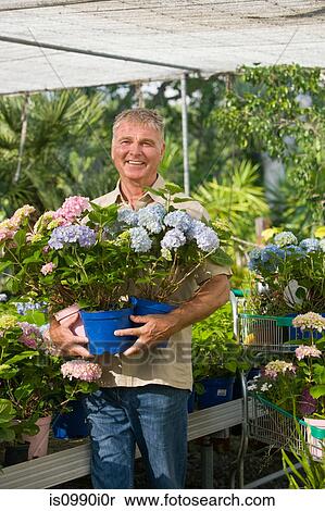 Stock Photography - Senior man with pot plants at garden centre. Fotosearch