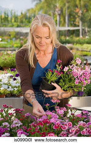 Woman with flowers at garden centre View Large Photo Image Stock Image - Woman with flowers at garden centre. Fotosearch