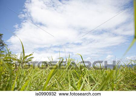 Blades of grass, close up View Large Photo Image Stock Image - Blades of grass, close up. Fotosearch