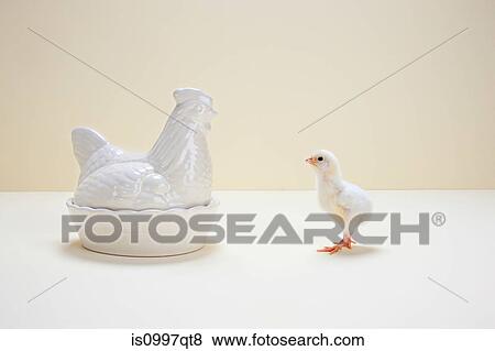 Chick looking at ceramic hen, studio shot View Large Photo Image Stock Photo - Chick looking at ceramic hen, studio shot. Fotosearch