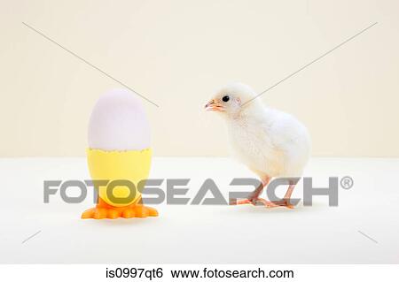 Chick looking at egg in eggcup, studio shot View Large Photo Image Stock Photograph - Chick looking at egg in eggcup, studio shot. Fotosearch