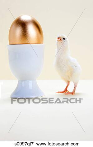 Stock Photo - Chick looking at golden egg in eggcup, studio shot. Fotosearch