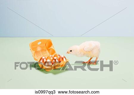 Chick looking at golden eggs in box View Large Photo Image Stock Image - Chick looking at golden eggs in box. Fotosearch