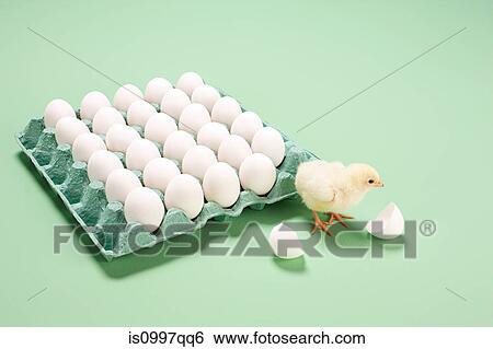 Chick next to broken egg by carton View Large Photo Image Stock Photograph - Chick next to broken egg by carton. Fotosearch