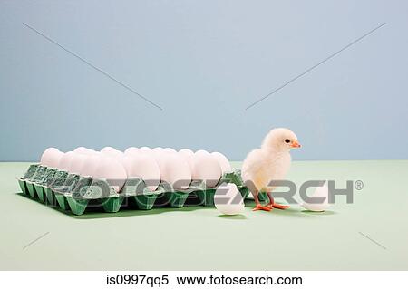 Chick next to broken egg by carton View Large Photo Image Stock Photography - Chick next to broken egg by carton. Fotosearch