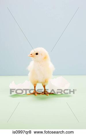 Chick standing by broken egg, studio shot View Large Photo Image Stock Photo - Chick standing by broken egg, studio shot. Fotosearch