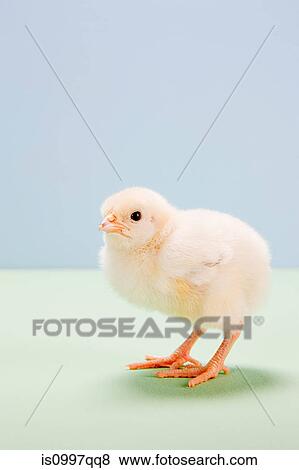 Chick standing in studio View Large Photo Image Stock Photo - Chick standing in studio. Fotosearch
