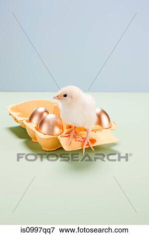 Chick standing on box of golden eggs View Large Photo Image Stock Photo - Chick standing on box of golden eggs. Fotosearch