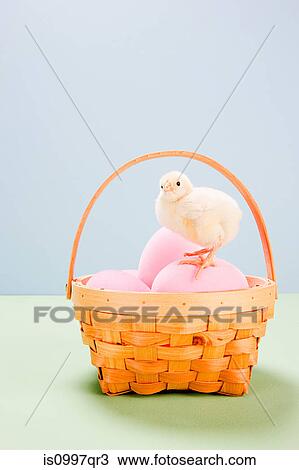 Stock Image - Chick standing on pink eggs in basket in studio. Fotosearch