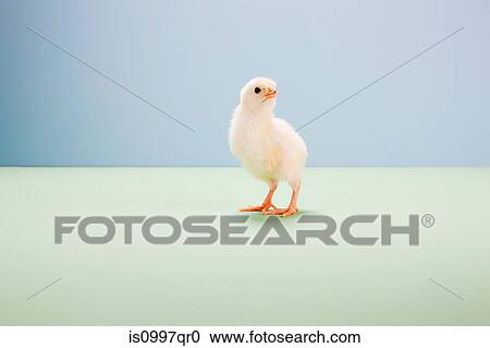 Chick standing with in studio View Large Photo Image Stock Image - Chick standing with in studio. Fotosearch