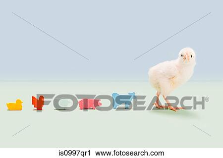 Stock Image - Chick standing with toy farm animals in studio. Fotosearch