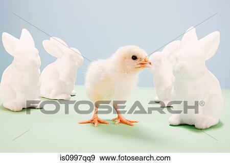 Chick standing with toy rabbits in studio View Large Photo Image Stock Photo - Chick standing with toy rabbits in studio. Fotosearch
