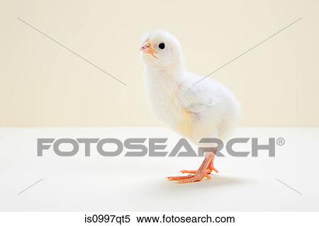 Chick, studio shot View Large Photo Image Stock Photography - Chick, studio shot. Fotosearch