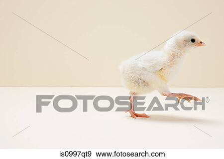 Chick walking against beige background, studio shot View Large Photo Image Stock Photo - Chick walking against beige background, studio shot. Fotosearch