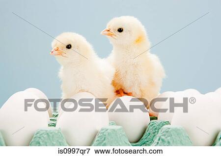 Chicks on top of eggs, studio shot View Large Photo Image Stock Photo - Chicks on top of eggs, studio shot. Fotosearch