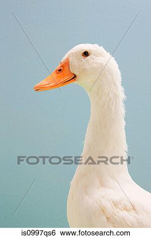 Close up of duck, studio shot View Large Photo Image Stock Photograph - Close up of duck, studio shot. Fotosearch