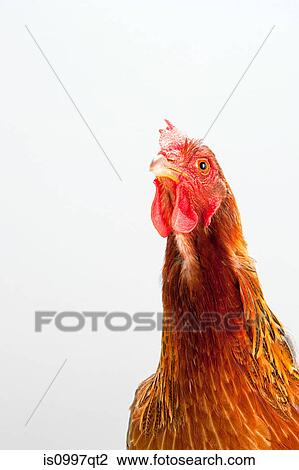 Stock Image - Close up of hen, studio shot. Fotosearch