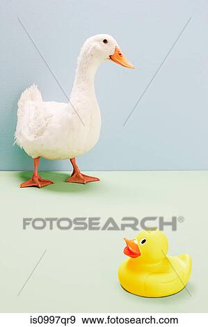 Duck standing by rubber duck, studio shot View Large Photo Image Stock Photo - Duck standing by rubber duck, studio shot. Fotosearch
