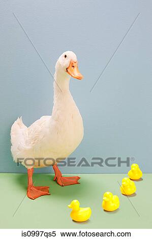 Duck standing by toy ducks, studio shot View Large Photo Image Stock Photography - Duck standing by toy ducks, studio shot. Fotosearch
