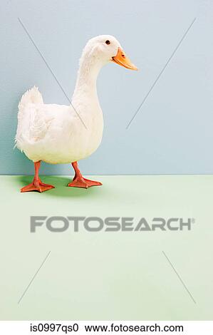 Duck standing in studio shot View Large Photo Image Stock Image - Duck standing in studio shot. Fotosearch