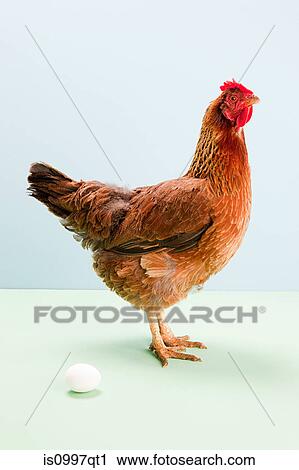 Hen standing next to egg, studio shot View Large Photo Image Stock Image - Hen standing next to egg, studio shot. Fotosearch