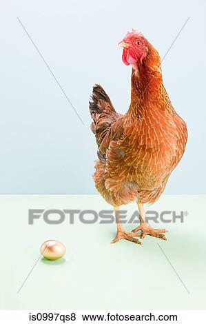 Hen standing next to golden egg, studio shot View Large Photo Image Stock Photo - Hen standing next to golden egg, studio shot. Fotosearch