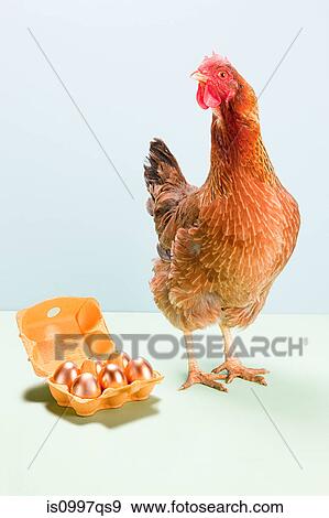 Hen standing next to golden eggs, studio shot View Large Photo Image Stock Photo - Hen standing next to golden eggs, studio shot. Fotosearch
