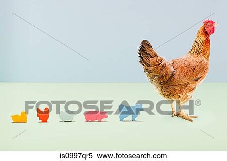 Hen standing with line of toy farmyard animals in studio View Large Photo Image Stock Photography - Hen standing with line of toy farmyard animals in studio. Fotosearch