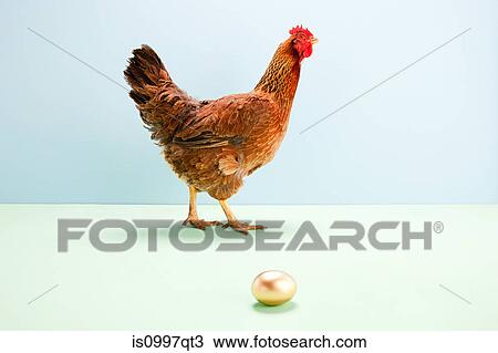 Hen walking passed golden egg, studio shot View Large Photo Image Stock Image - Hen walking passed golden egg, studio shot. Fotosearch