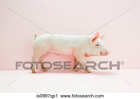 Piglet in pink studio View Large Photo Image Stock Image - Piglet in pink studio. Fotosearch