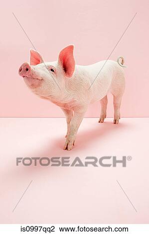 Piglet in pink studio View Large Photo Image Stock Image - Piglet in pink studio. Fotosearch