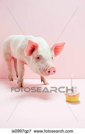 Piglet looking at birthday cake in studio View Large Photo Image Stock Photo - Piglet looking at birthday cake in studio. Fotosearch