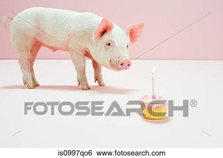 Piglet looking at birthday cake in studio View Large Photo Image Stock Photograph - Piglet looking at birthday cake in studio. Fotosearch