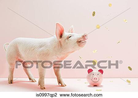 Piglet looking at falling coins over piggybank in studio View Large Photo Image Stock Image - Piglet looking at falling coins over piggybank in studio. Fotosearch