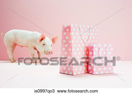 Piglet looking at pink spotted shopping bags View Large Photo Image Stock Image - Piglet looking at pink spotted shopping bags. Fotosearch
