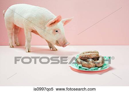 Piglet looking at plate of sausages in studio View Large Photo Image Stock Photography - Piglet looking at plate of sausages in studio. Fotosearch