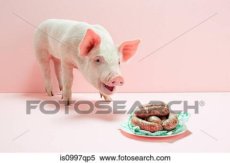 Stock Photography - Piglet looking at plate of sausages in studio. Fotosearch