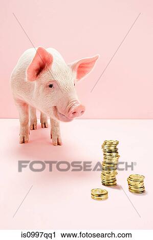 Piglet looking at stack of gold coins in studio View Large Photo Image Stock Image - Piglet looking at stack of gold coins in studio. Fotosearch