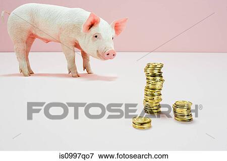 Piglet looking at stack of gold coins in studio View Large Photo Image Stock Photo - Piglet looking at stack of gold coins in studio. Fotosearch
