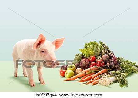 Piglet near fresh vegetables in studio View Large Photo Image Picture - Piglet near fresh vegetables in studio. Fotosearch