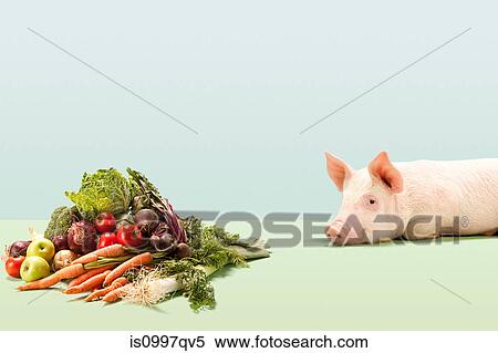 Piglet near fresh vegetables in studio View Large Photo Image Stock Photography - Piglet near fresh vegetables in studio. Fotosearch