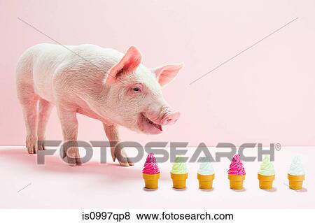Stock Photo - Piglet next to row of toy ice cream cones, studio shot. Fotosearch