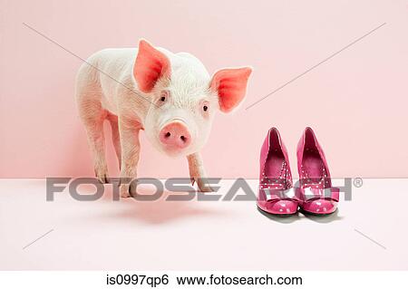 Piglet next to shoes in pink studio View Large Photo Image Stock Photograph - Piglet next to shoes in pink studio. Fotosearch