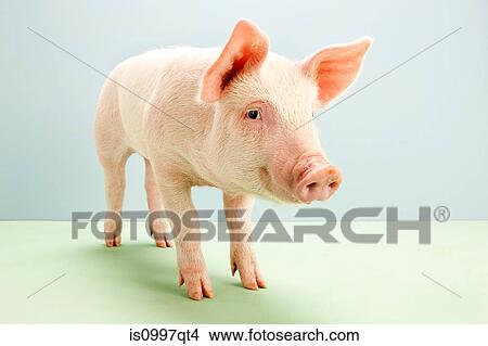 Piglet, studio shot View Large Photo Image Picture - Piglet, studio shot. Fotosearch